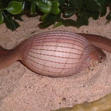 Egg Eating Snake