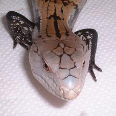 Blue Tongue Skink