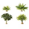 Exo Terra Rainforest Plants Photo