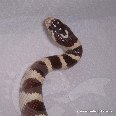 Banded Californian King Snake