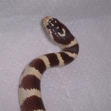 Californian King Snake
