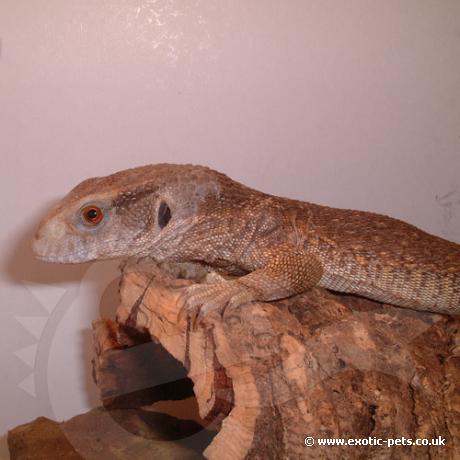 Baby Bosc Monitor