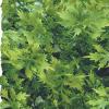 Zoo Med Plastic Hanging Plants Photo