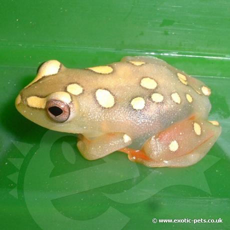Argus Reed Frog