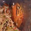 Parkers Reed Frog photo