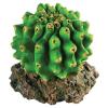Rep Style Cactus Photo