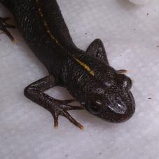 Italian Crested Newt