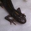 Italian Crested Newt Photo