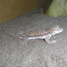 Petries Gecko