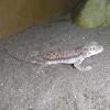 Petries Gecko Photo