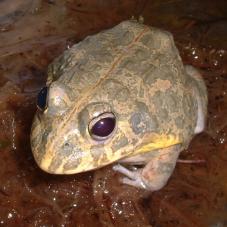 African Bullfrog