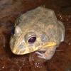 African Bullfrog Photo
