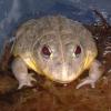 African Bullfrog smiling photo