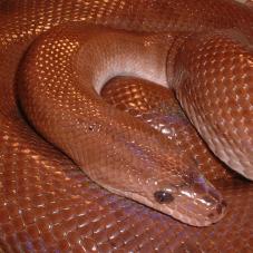 Columbian Rainbow Boa