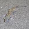 Slevins Sand Gecko Photo
