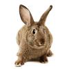 Frozen Rabbits Photo