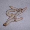 Silkworms Photo