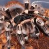 Giant Whiteknee Tarantula Photo