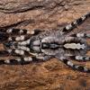 Indian Oranamental Tarantula Photo