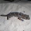 African Clawed Gecko Photo