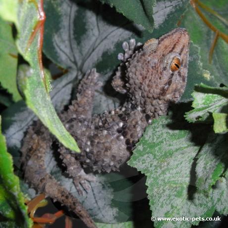 Turners Gecko