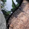 Turners Gecko Photo
