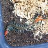 Tanzanian Neon Blue Legged Centipede Photo