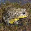 African Dwarf Bullfrog Photo