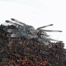 Trinidad Chevron Tarantula