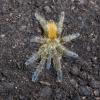 Orange Starburst Baboon Photo