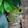 Globe Eyed Tree Frog Photo