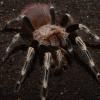 White Striped Birdeater Photo
