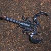 Asian Forest Scorpion Photo