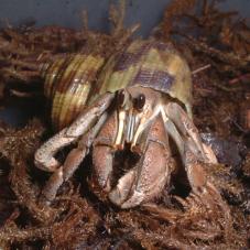 Hermit Crab