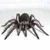 Silver Trapdoor Spider Photo