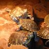 Yellow Bellied Turtle Photo