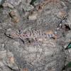 Turkish Gecko Photo
