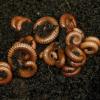 Tanzanian Earthworm Millipede Photo