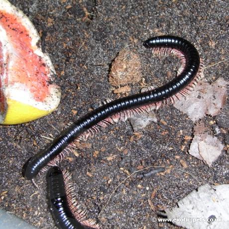 Tanzanian Millipede