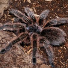Chilean Rose Tarantula
