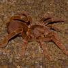 King Baboon Tarantula Photo