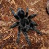 Brazilian Black Tarantula Photo