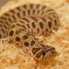Western Hog Nose Snake Photo