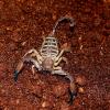 Banded Flat Rock Scorpion Photo