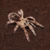 Chile Gold Burst Tarantula Photo