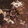 Chile Green Velvet Tarantula Photo