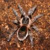 Chile Pink Burst Tarantula Photo