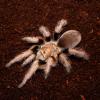 Desert Blonde Tarantula Photo