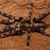 Ivory Ornamental Tarantula Photo