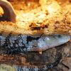 Indonesian Blue Tongue Skink Photo